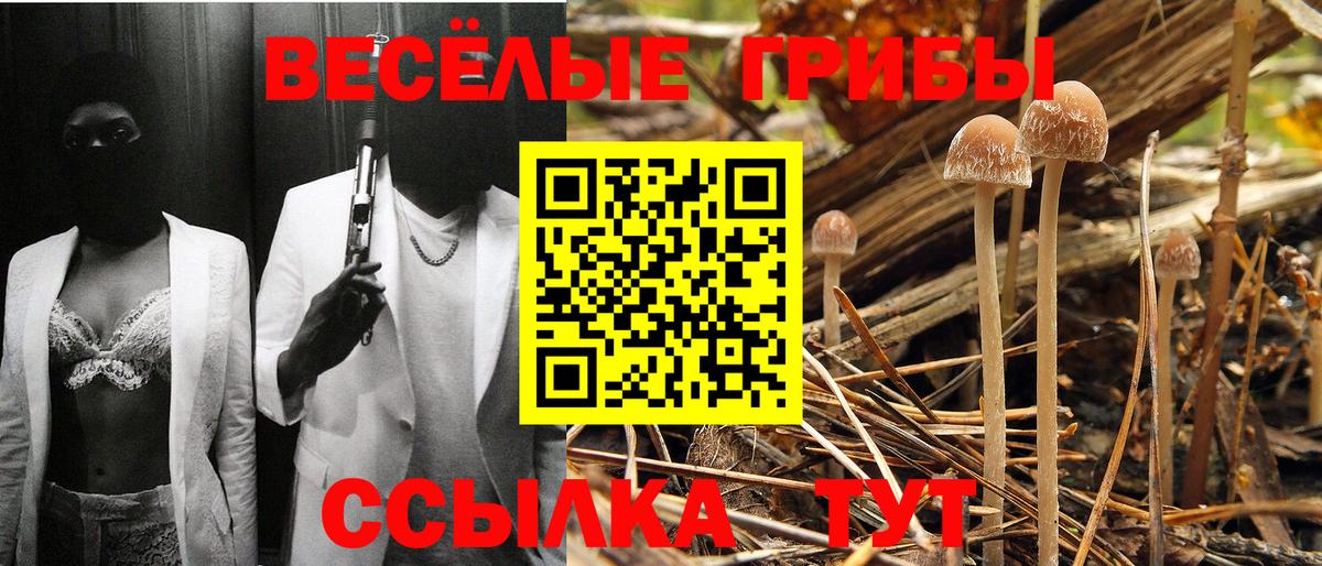 Клинцы  Псилоцибиновые грибы мицелий  Вход с VPN 